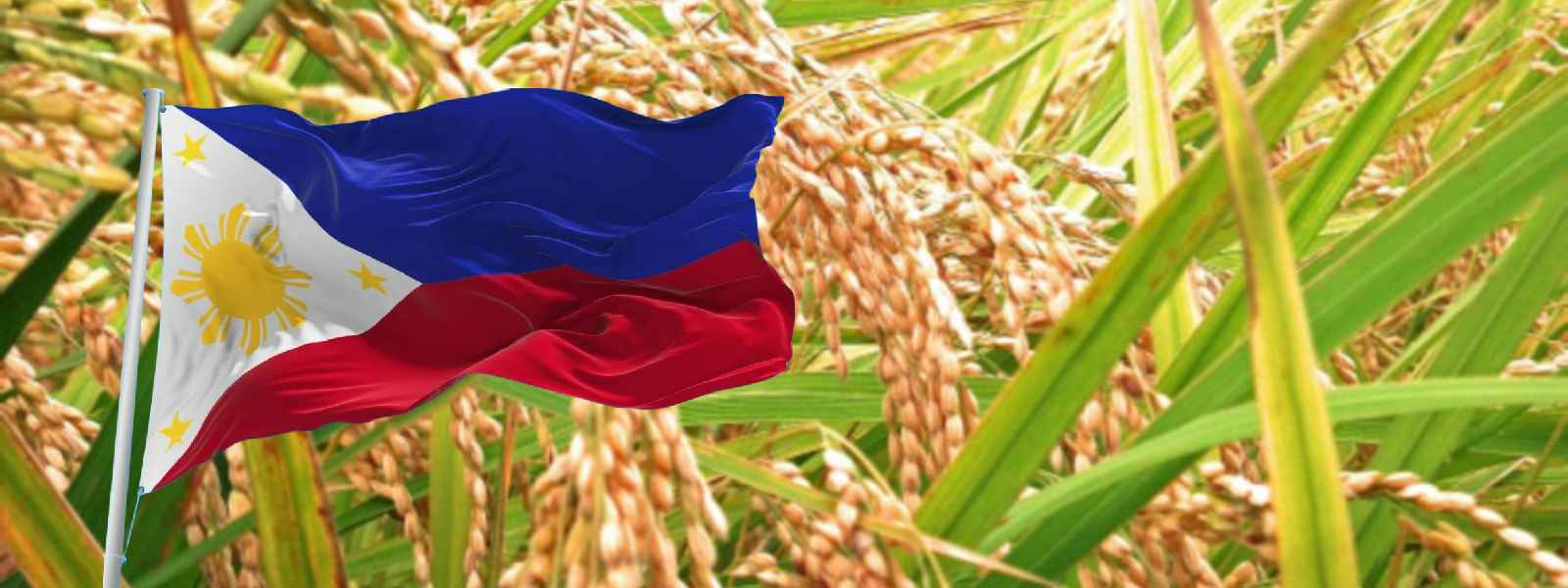 නව වී ප්‍රභේද හඳුන්වා දීමට පිලිපීනයේ එකඟතාව.